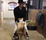 cavalier Le poney-roller