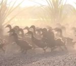 poussiere riziere 3 000 canards traversent un chemin