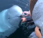 rapporter beluga Un béluga rapporte un téléphone tombé à l'eau