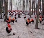 poulet attaque Une armée de poulets passe à l'attaque !