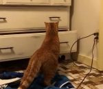 chat peur tiroir Chat vs Tiroir
