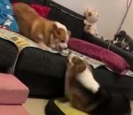 bagarre Combat sans contact entre deux chiens