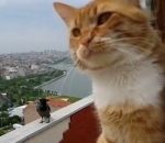balcon chat Un chat discute avec une corneille