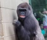 reaction Les gorilles n'aiment pas la pluie