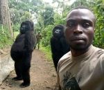 debout Un garde forestier fait un selfie avec deux goriles