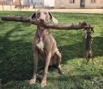 chien Deux chiens partagent une branche