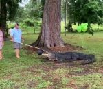 reveal Alligator Gender Reveal (Floride)