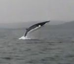 baleine saut Une baleine de Minke fait plusieurs sauts