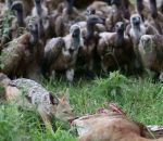 impala chacal Des vautours se jettent sur une carcasse