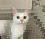 vitre chat Chat pixelisé