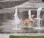 fontaine eau Un chien joue avec des fontaines (Angleterre)