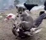 canard Un chiot se couche sur un canard
