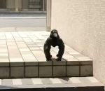 bain soleil Corbeau-gorille