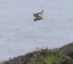 vent surplace Un faucon crécerelle en vol stationnaire