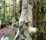 gecko mousse Une simple photo d'un tronc... ou pas (Madagascar)