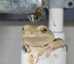 canalisation grenouille Une grenouille sous une gouttière