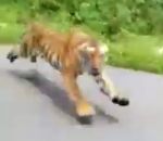 tigre attaque Motards vs Tigre