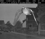 radar oiseau Pigeon flashé en excès de vitesse