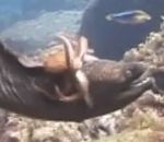 poulpe attaque pieuvre Un poulpe fait du rodéo sur une murène