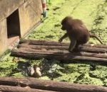 vivant Un singe mange des canetons