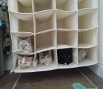 rangement chat Appartements pour chats