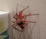australie araignee Araignée vs Cafard