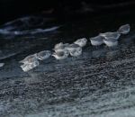 becasseau Des bécasseaux sanderlings courent après les vagues (Japon)