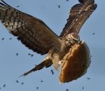 poursuite Une Bondrée apivore vole du miel