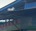 chute toit glissade Un chat glisse d'un toit
