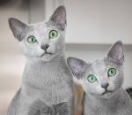 bleu vert Chats gris aux yeux verts