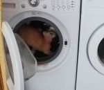 machine chat Un chat fait de la roue dans une machine à laver