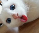 langue chat Un chat tire la langue