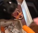carotte chien Un chien mange les épluchures d'une carotte