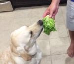 salade Un chien mange de la salade