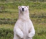 visage filtre FaceApp avec un ours polaire