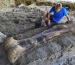 femur os Un fémur de dinosaure découvert en Charente