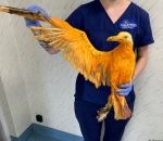 orange oiseau Un drôle d'oiseau exotique trouvé en Angleterre