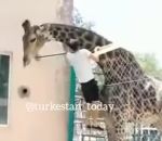 monter chute dos Un homme ivre monte sur une girafe