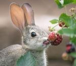 langue Un lapin mange une mûre