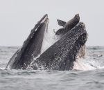baleine Un lion de mer dans la gueule d'une baleine