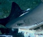requin attaque Un mérou avale un requin