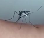 trompe moustique Moustique vs Peau en béton
