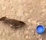 bouchon chat Il donne de l'eau à un oiseau déshydraté