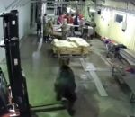 ours peur ouvrier Un ours dans une usine de poissons
