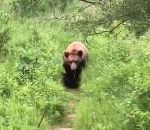 ours Des randonneurs rencontrent un grizzly