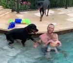 piscine chien Rottweiler Sauveteur