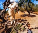 chevre arbre maroc Selfie perché
