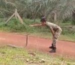 serpent cobra Un soldat dompte un serpent (Malaisie)
