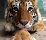 langue tigre patte Un tigre prend la pose