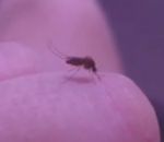 moustique doigt Troller un moustique avec son doigt